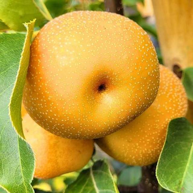 Nashi 'Hosui' - Pyrus pyrifolia (Yuki Shiroi / pixabay.com)