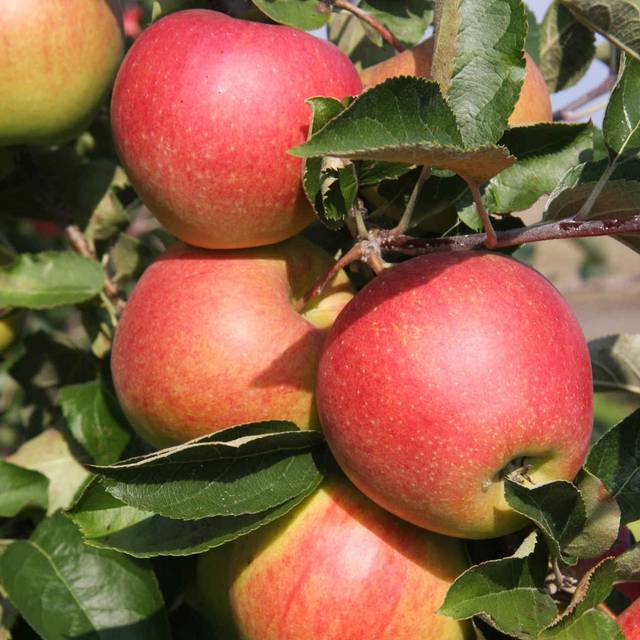 Pommes Jonagold à maturité (Glysiak / wikimedia.org)