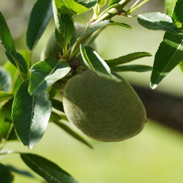 Amandier Ferragnes - Prunus dulcis (Dx21 / pixabay.com)