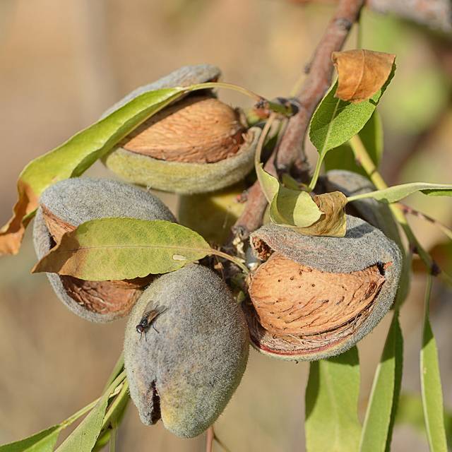 Amandier 'Texas' - Prunus dulcis (Angeles Balaguer / pixabay.com)