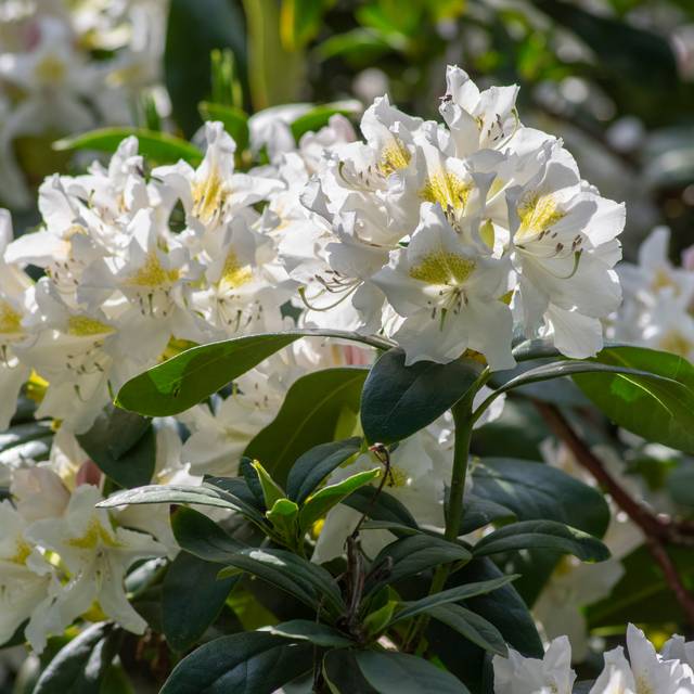 Rhododendron 'Madame Masson' en fleurs (Iv / stock.adobe.com)