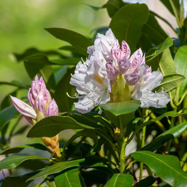 Rhododendron 'Madame Masson' (boutons) (Iva / stock.adobe.com)