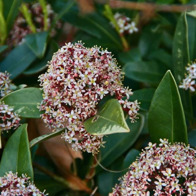 Skimmia japonica Rubella (MEL)