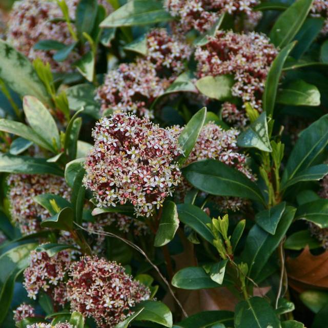 Skimmia japonica Rubella (MEL)