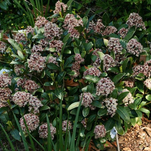 Skimmia japonica Rubella (MEL)