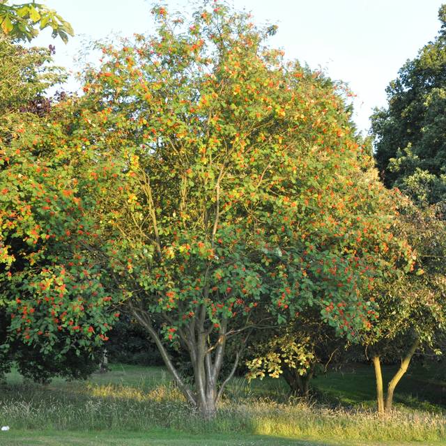 Sorbier au verger (Stefano / flickr.com)