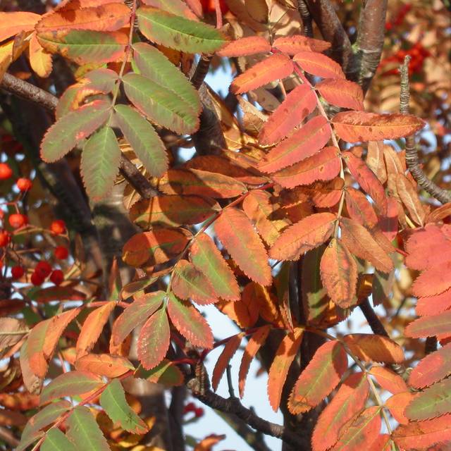 Sorbus aucuparia - feuillage automnal (Hans Kylberg / flickr.com)