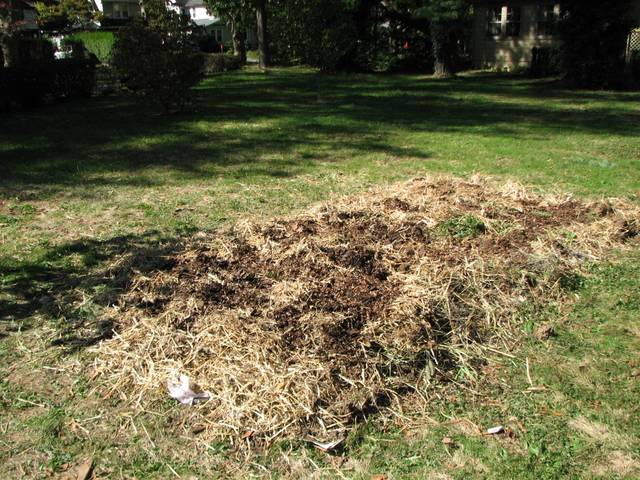 Bande de lasagne parée pour la plantation