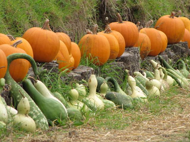 Cucurbita pepo : citrouilles et gourdes