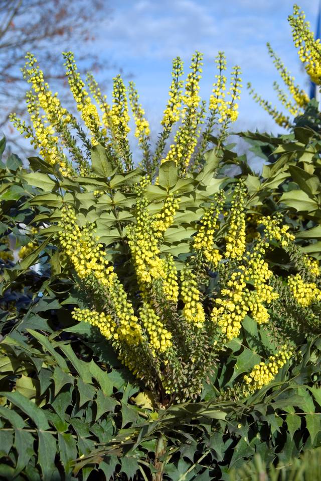 Mahonia 'Winter Sun'
