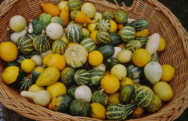 Mini coloquintes : petites courges d'ornement