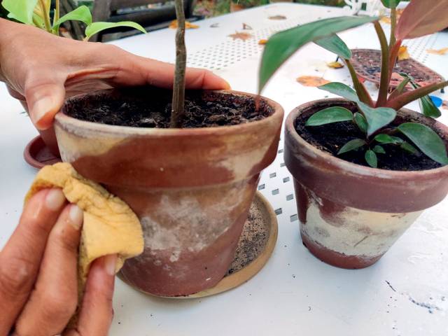 Nettoyage du calcaire sur pot en terre cuite avec du vinaigre blanc