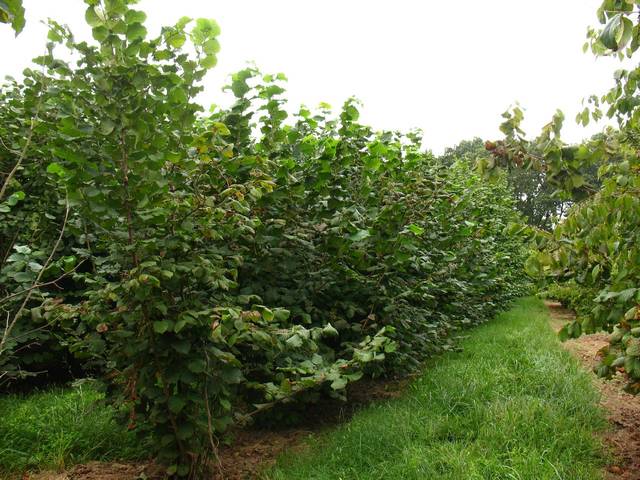 Plantation de noisetiers