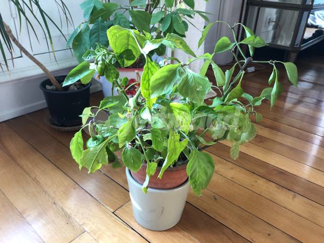 Pied de poivron en automne, cultivé en pot - 2 ans