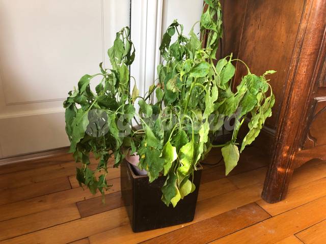 Poivrons en pot ayant besoin d'un arrosage