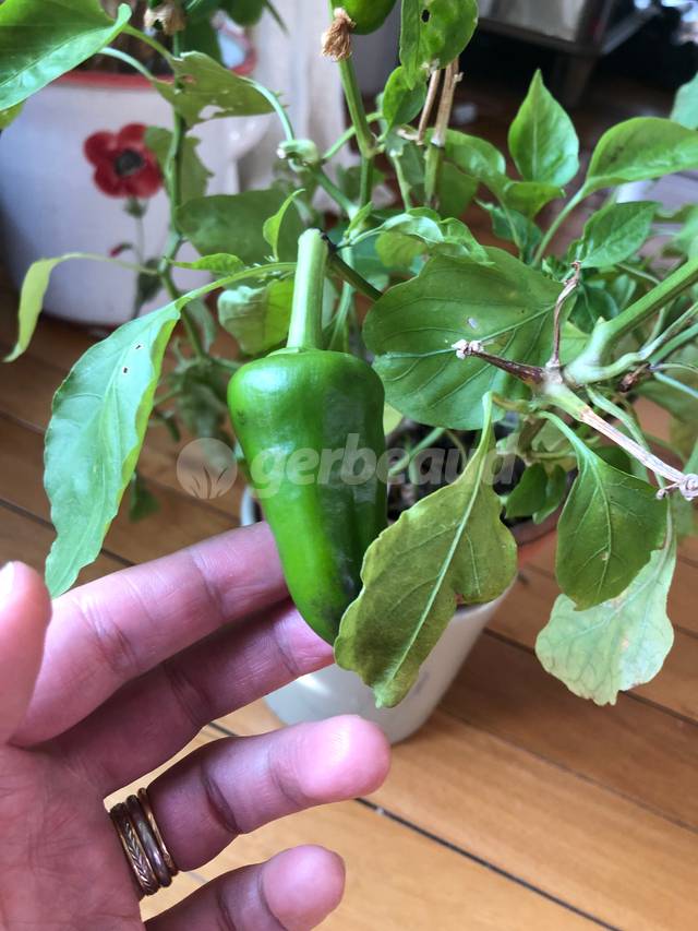 Derniers poivrons à l'automne