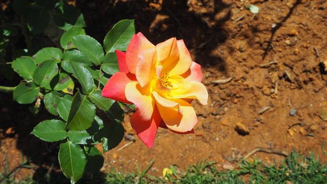 Rosier planté en sol argileux