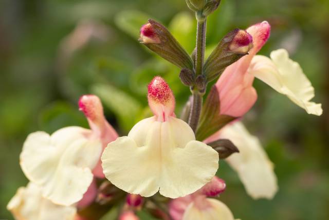 Salvia greggii - gros plan sur la fleur