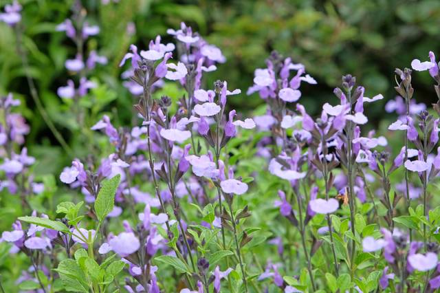 Sauge arbustive 'So Cool Pale Blue' (Salvia microphylla)