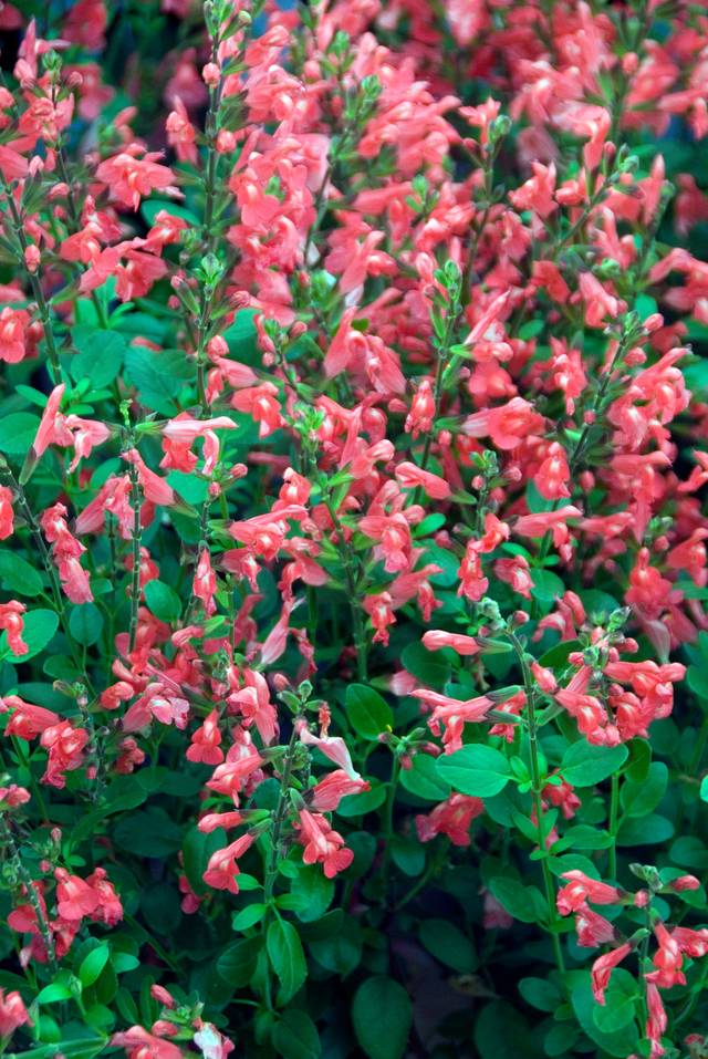 Salvia x Jamensis 'El Duranzo'
