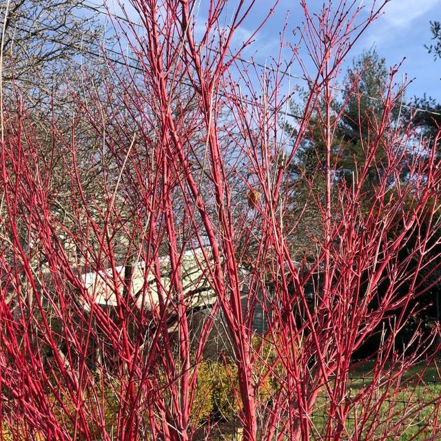 Erable du Japon 'Sango Kaku' ou 'Senkaki' (Famartin / wikimedia.org)