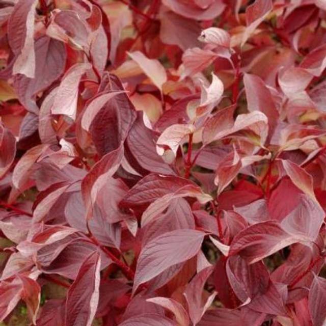 Cornouiller blanc BATON ROUGE® - Cornus alba (Hortival Diffusion)