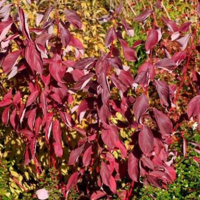 Cornouiller blanc BATON ROUGE® - Cornus alba (Hortival Diffusion)