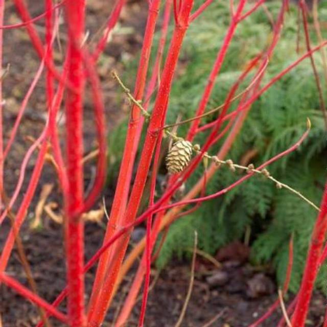 Cornouiller blanc BATON ROUGE® - Cornus alba (Hortival Diffusion)
