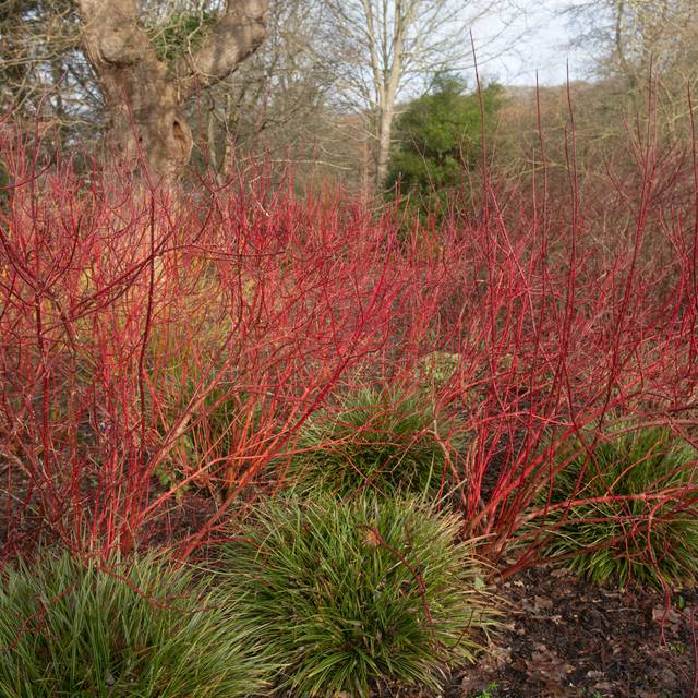 Cornouiller blanc BATON ROUGE® - Cornus alba (Peter / Adobe Stock)