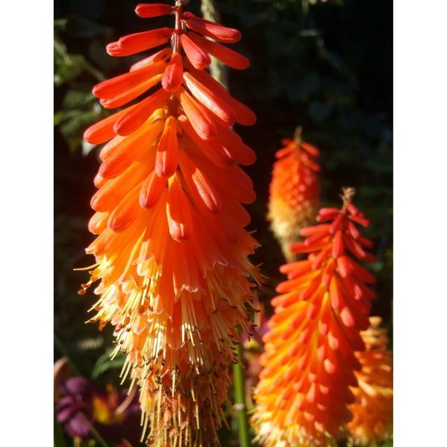 Kniphofia ou Tritoma 'Alcazar' (Karen Hine / flickr.com)