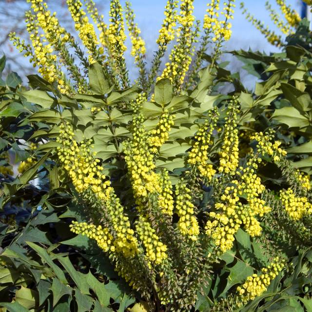 Mahonia 'Winter Sun' (HVPM / flickr.com)