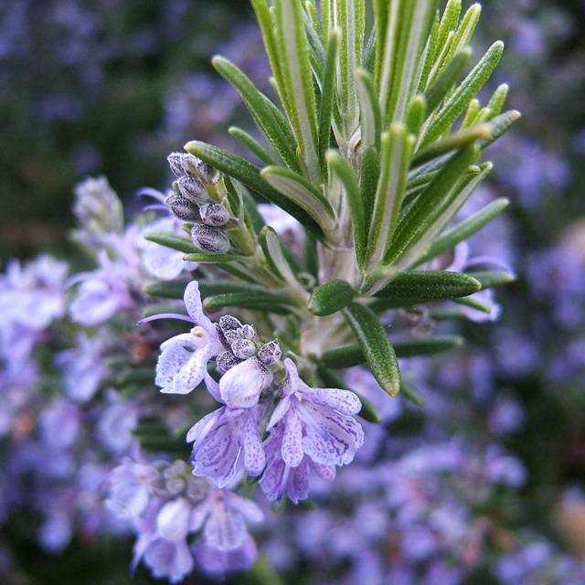 Rosmarinus officinalis - Romarin (THOR / wikimedia.org)