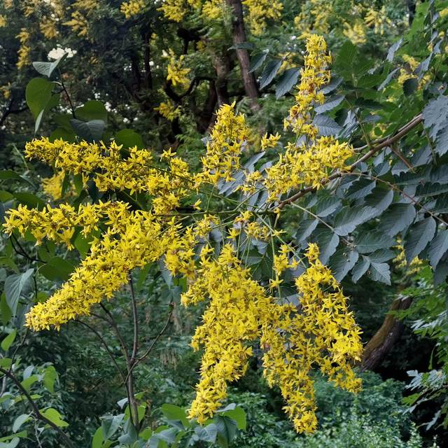 Savonnier - Koelreuteria paniculata (Archaeodontosaurus / wikimedia.org)