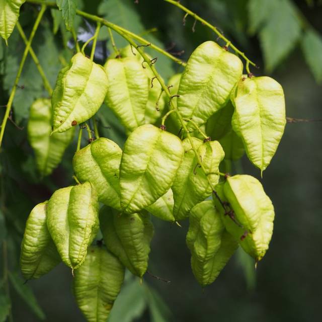 Savonnier - Koelreuteria paniculata (Agnieszka Kwiecie?, Nova / wikimedia.org)