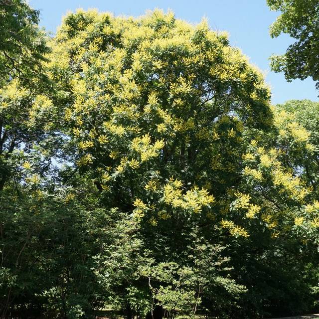 Savonnier - Koelreuteria paniculata (Plant Image Library / wikimedia.org)