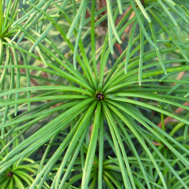 Sciadopytis verticillata - Pin parasol du Japon