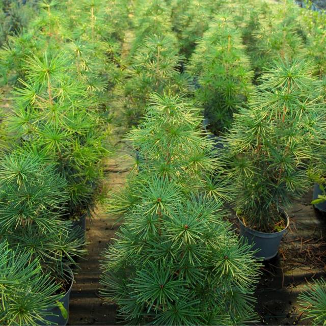 Sciadopytis verticillata - Pin parasol du Japon