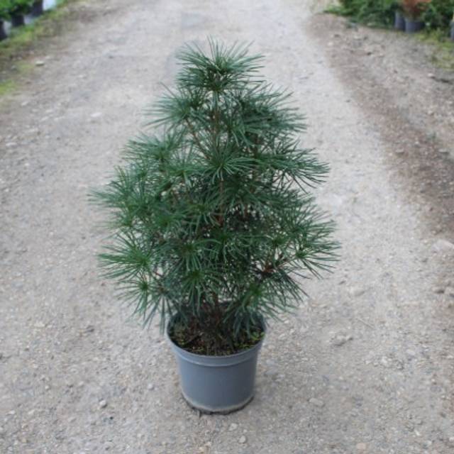 Sciadopytis verticillata - Pin parasol du Japon - Pot de 7,5 litres