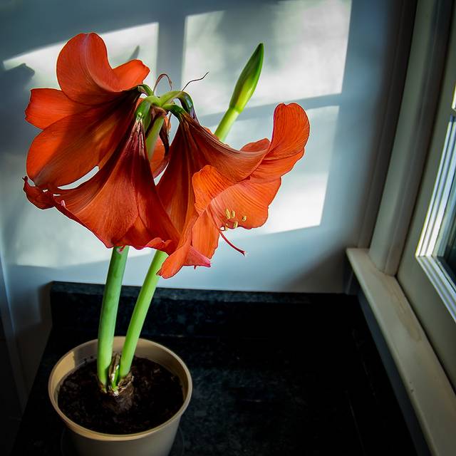 Amaryllis 'Red Lion'