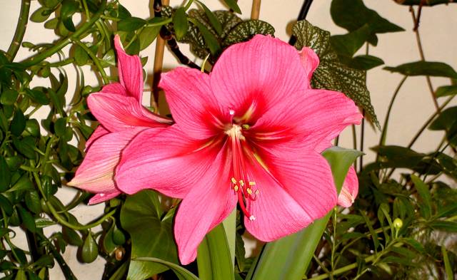 Amaryllis 'Susan'  en fleur au milieu d'autres plantes vertes