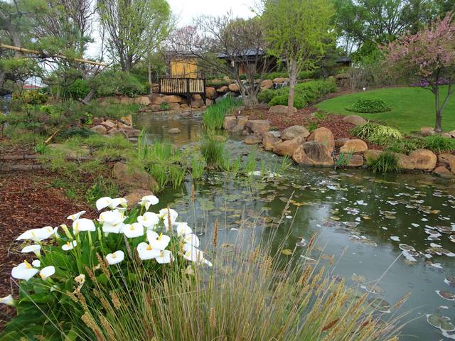 Touffe d'arum en bordure d'un bassin