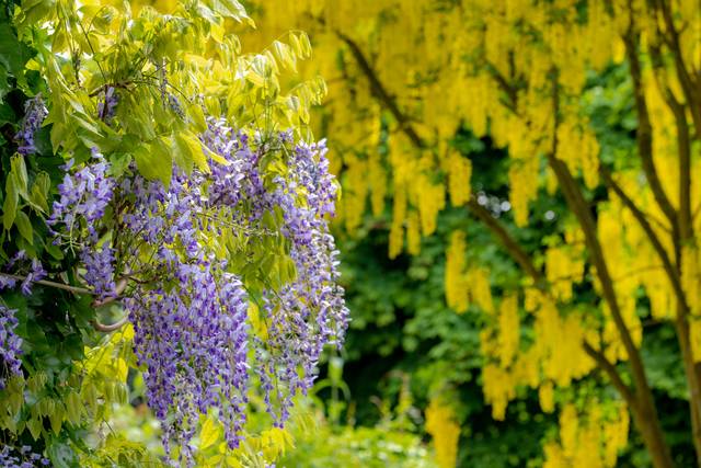Association florale très réussie : Cytise jaune (Laburnum anagyroides) et Glycine de Chine mauve (Wisteria sinensis)