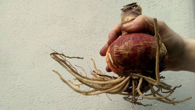 Bulbe d'amaryllis et ses racines
