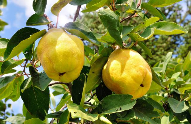 Coings, fruits du cognassier