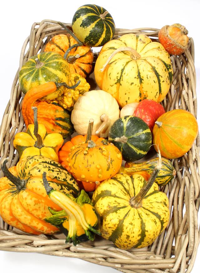 Coloquintes multicolores (