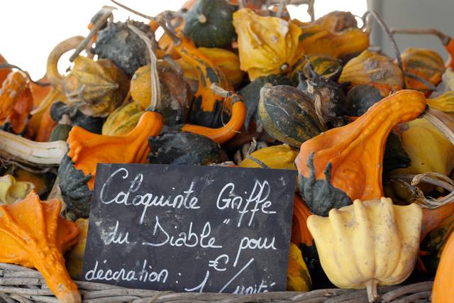 Récolte de coloquintes Griffes du diable : les pédoncules sont bien secs