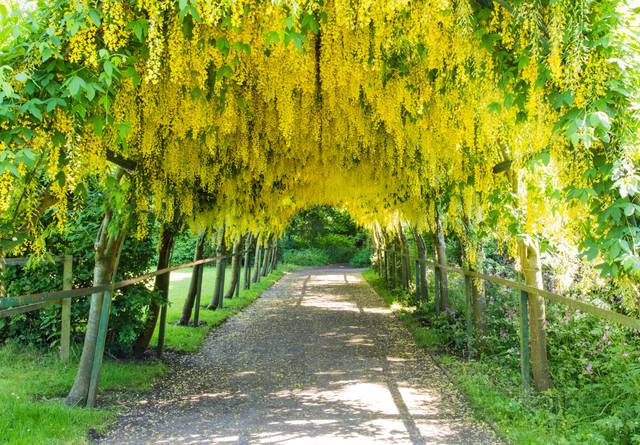 Une pluie d'or spectaculaire sous ces arches de cytise