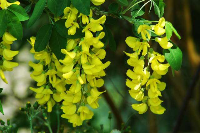 Fleurs de cytise (gros plan)