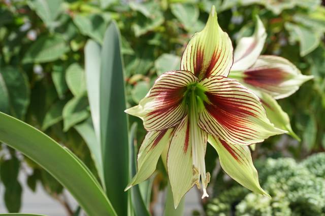 Amaryllis 'Papilio' (Hippeastrum Papilio)