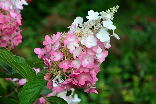 Panicule (inflorescence d'Hydrangea paniculata) - Irina / Adobe Stock